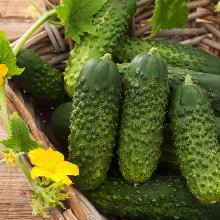 РАССАДА ОГУРЕЦ ПАРТЕНОКАРПИЧЕСКИЙ БРИЗ кассета-6шт