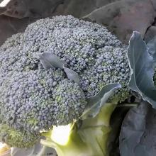 РАССАДА КАПУСТА БРОККОЛИ ТОНИКА F1 кассета-6шт