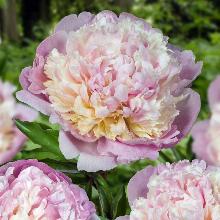 ПИОН МАДАМ КЛИКО карточка поиск