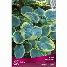 ХОСТА ШУГА ДЭДДИ карточка поиск