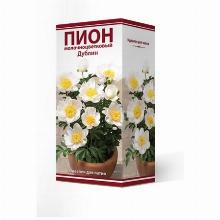 ПИОН ДУБЛИН карточка поиск