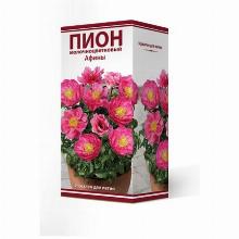 ПИОН АФИНЫ карточка поиск