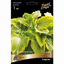 ХОСТА ФЕСТ БЛАШ карточка поиск