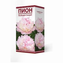 ПИОН РАСБЕРРИ САНДРЕЙ карточка поиск