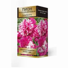 ПИОН СЕЛЕБРИТИ карточка поиск