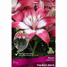 ЛИЛИЯ ПЕРФЕКТ ДЖОЙ 2шт-карточка поиск