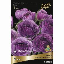 РАНУНКУЛЮС РОМАНС КОТТЕН карточка поиск