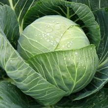 РАССАДА КАПУСТА БЕЛОКОЧАННАЯ РАННЯЯ ПАНДИОН F1 кассета-6шт