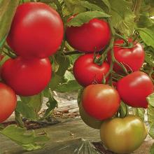 РАССАДА ТОМАТ ФАНТОМ кассета-6шт