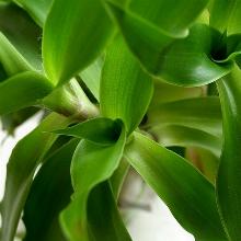 КАЛЛИЗИЯ ДУШИСТАЯ ЗОЛОТОЙ УС горшок-с3 флос