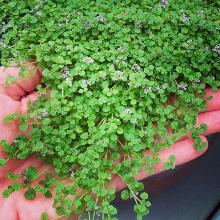 МЯТА МИНИ МИНТ горшок-с1