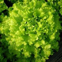 РАССАДА САЛАТ ГРИН СТАР кассета-6шт