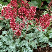 ГЕЙХЕРА ПАРИЖ горшок-с1