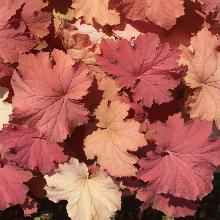 ГЕЙХЕРА САУЗЕН КОМФОРТ горшок-с1