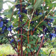 ЖИМОЛОСТЬ ПЛОДОВАЯ ЮМИС горшок-с1