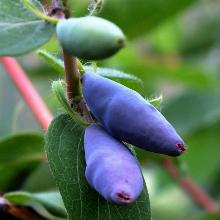 ЖИМОЛОСТЬ ПЛОДОВАЯ БЛЮ БАНАНА горшок-с1