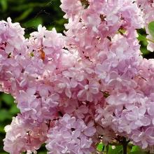 СИРЕНЬ ЖЕМЧУЖИНА горшок-с1