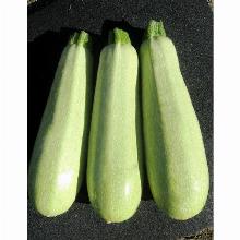 РАССАДА КАБАЧОК ПАСКАЛЬ F1 кассета-6шт