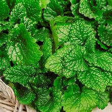 МЕЛИССА ЛИМОНЧЕЛЛО горшок-с1 флос