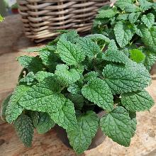 МЕЛИССА МАНДАРИН горшок-с1 флос