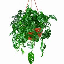 МОНСТЕРА МАНКИ ЛИФ горшок-с1 флос