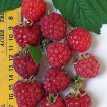 МАЛИНА КРУПНОПЛОДНАЯ КАЛИНИНГРАДСКАЯ горшок-с3