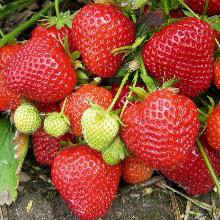 РАССАДА КЛУБНИКА РЕМОНТАНТНАЯ КАНТУС горшок-с1