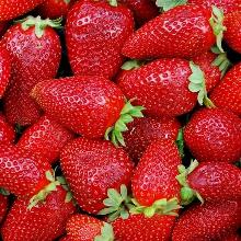 РАССАДА КЛУБНИКА РЕМОНТАНТНАЯ КАПРИ горшок-с1