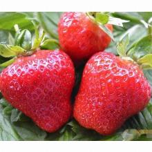 РАССАДА КЛУБНИКА РЕМОНТАНТНАЯ ЛУИЗА горшок-с1