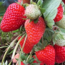 РАССАДА КЛУБНИКА РЕМОНТАНТНАЯ МАЛЬГА горшок-с1