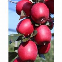 ЯБЛОНЯ КОЛЬХАС пакет