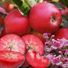 ЯБЛОНЯ КРАСНАЯ ВЕРТМАНА пакет