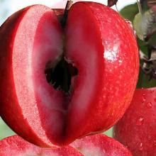 ЯБЛОНЯ РЕДЛАВ СИЕРРА пакет