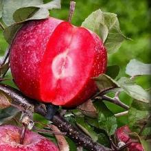 ЯБЛОНЯ РЕДЛАВ ЭРА пакет