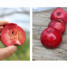 ЯБЛОНЯ ЭДЕРМАН пакет