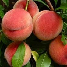 ПЕРСИК ВЕТЕРАН пакет