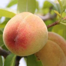 ПЕРСИК САРАТОВСКИЙ РАННИЙ пакет