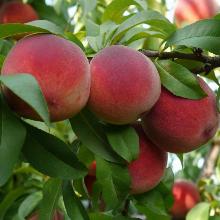 ПЕРСИК СМОЛЕНСКИЙ пакет