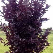 ЧЕРЕМУХА ПУРПУРНАЯ СВЕЧА горшок-с3