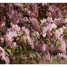 ЧЕРЕМУХА РОЗОВОЕ ОБЛАКО горшок-с3