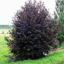 ЧЕРЕМУХА СИБИРСКАЯ КРАСАВИЦА горшок-с3