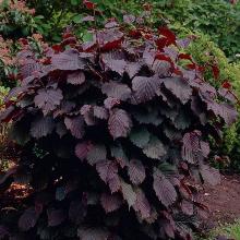 ФУНДУК   горшок-с3