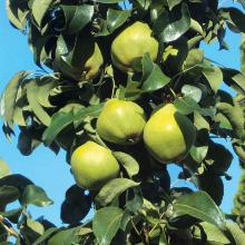 ГРУША КОЛОНОВИДНАЯ ДК2-2  пакет