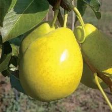 ГРУША КОЛОНОВИДНАЯ ТУЛЬСКАЯ ЛЕТНЯЯ пакет