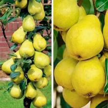 ГРУША КОЛОНОВИДНАЯ ТУЛЬСКАЯ РАННЯЯ пакет