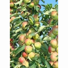 ЯБЛОНЯ КОЛОНОВИДНАЯ ГРУШОВКА КАЧАЛКИНА пакет