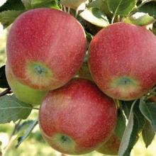 ЯБЛОНЯ КОЛОНОВИДНАЯ НЕОСЫПАЕМАЯ пакет