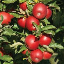 ЯБЛОНЯ КОЛОНОВИДНАЯ ПОДАРОК СТЕПАНОВУ пакет