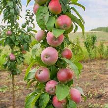 ЯБЛОНЯ КОЛОНОВИДНАЯ АВГУСТИНА пакет