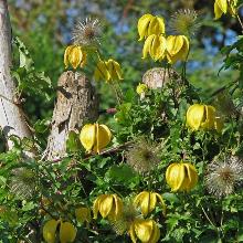 КЛЕМАТИС ТАНГУТСКИЙ горшок-с1